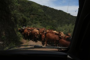 Heading south: total gridlock - Zim style