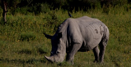 rhino