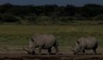 rhinos