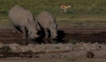 rhinos