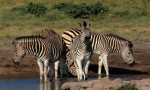 Africa Travel Blog - zebra