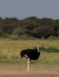 ostrich