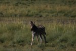 baby zebra