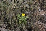 desert flower namibia