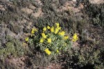 desert flower namibia