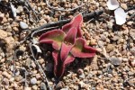 desert flower - namibia