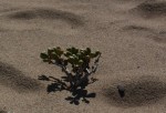 thriving in the desert - namibia