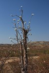 flowering baobab