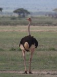 ostrich