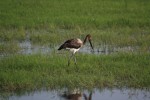 wader bird