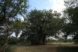 Just as it said on the map... 'Big Tree'