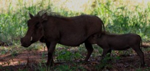 Some of the smaller critters of Kruger