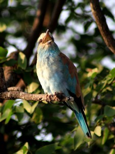 birds of kruger