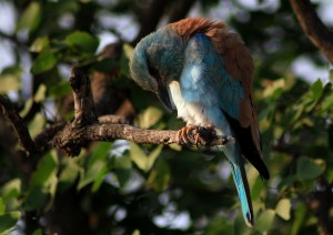 kruger birds