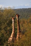 giraffes