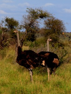 ostrich kruger