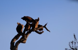 kruger birds