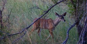 deer kruger