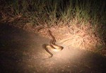 snake kruger night drive