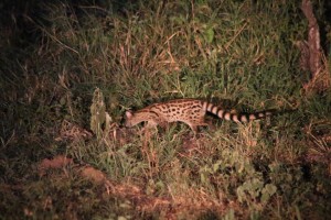 It's a small-spotted genet, you know! 