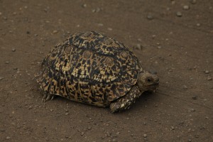 kruger tortoise