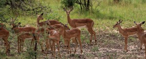 deers in kruger