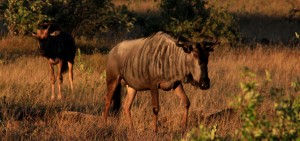 haartebeeste kruger