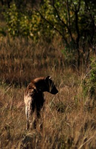 hyena kruger