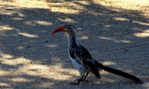 kruger birds