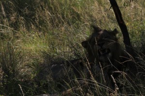 lion kruger