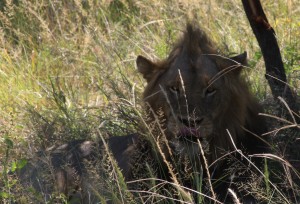 lion kruger