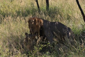 lions mating kruger