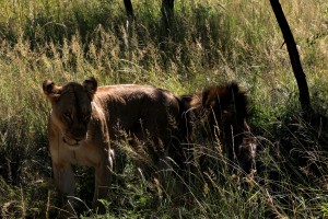 lioness kruger