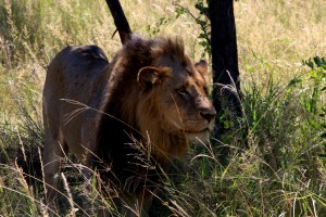 lion kruger