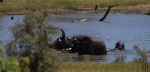 water ellies kruger