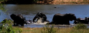 ellies fighting in kruger