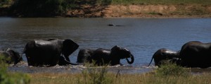 ellies in kruger