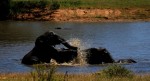 fighting elephants kruger