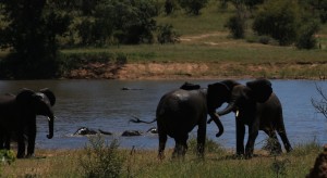 fighting elephants kruger