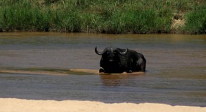 buffalo kruger