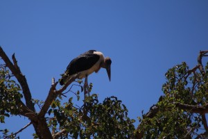 kruger birds