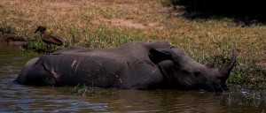 Kruger rhino and hamerkopf