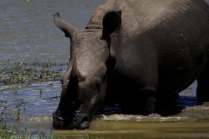 Kruger rhino