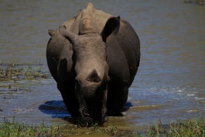 kruger rhino