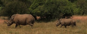 Kruger Rhinos