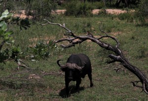 Buffalo Kruger