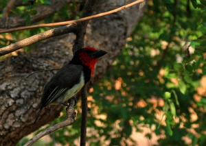 Kruger birds