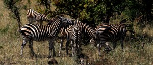 Zebras Kruger