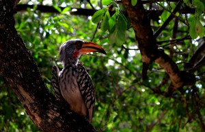 Botswana birds