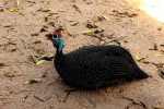 Guinea hen Kruger